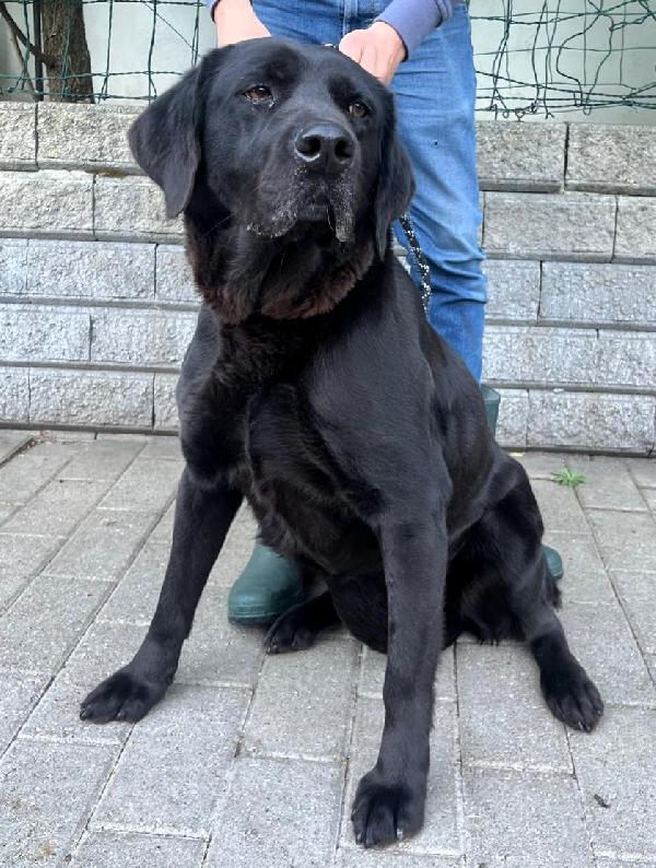 ARIA LABRADOR Foto 2